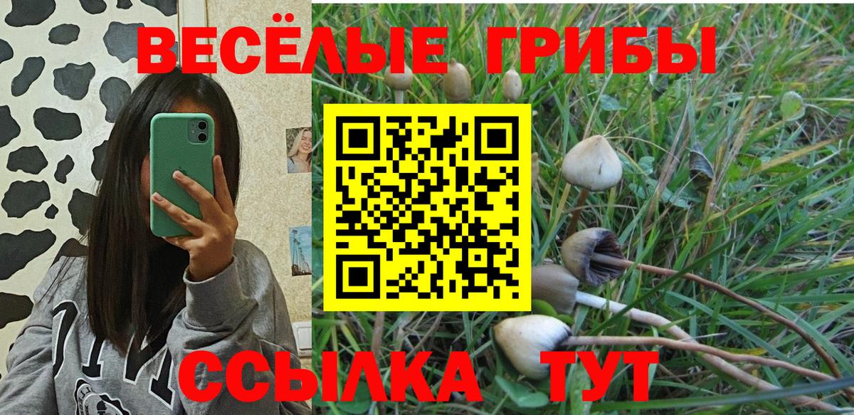 Псилоцибиновые грибы Cubensis  Псилоцибиновые грибы мицелий  Владивосток 